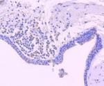 Bim Antibody in Immunohistochemistry (Paraffin) (IHC (P))