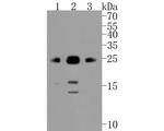 Bim Antibody in Western Blot (WB)