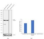 c-Jun Antibody in Western Blot (WB)