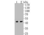 c-Jun Antibody in Western Blot (WB)