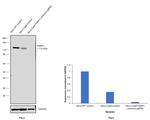 PARP1 Antibody in Western Blot (WB)