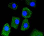 LDHB Antibody in Immunocytochemistry (ICC/IF)