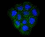 LDHB Antibody in Immunocytochemistry (ICC/IF)