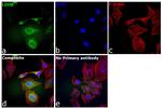 LDHB Antibody in Immunocytochemistry (ICC/IF)