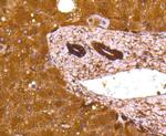 LDHB Antibody in Immunohistochemistry (Paraffin) (IHC (P))