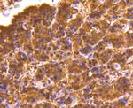 LDHB Antibody in Immunohistochemistry (Paraffin) (IHC (P))