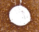 LDHB Antibody in Immunohistochemistry (Paraffin) (IHC (P))