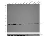 LDHB Antibody in Western Blot (WB)