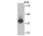 LDHB Antibody in Western Blot (WB)