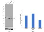 LDHB Antibody in Western Blot (WB)