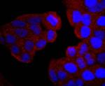 PI3K p85 alpha Antibody in Immunocytochemistry (ICC/IF)