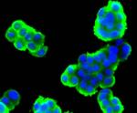 Stathmin 1 Antibody in Immunocytochemistry (ICC/IF)