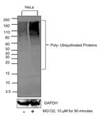 Ubiquitin Antibody in Western Blot (WB)