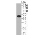 Phospho-AKT1 (Ser124) Antibody in Western Blot (WB)