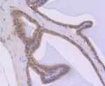 AKT1 Antibody in Immunohistochemistry (Frozen) (IHC (F))