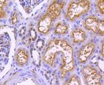 Phospho-YAP1 (Ser127) Antibody in Immunohistochemistry (Paraffin) (IHC (P))