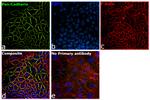 Pan-cadherin Antibody in Immunocytochemistry (ICC/IF)