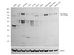 Pan-cadherin Antibody in Western Blot (WB)