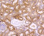 SGK1 Antibody in Immunohistochemistry (Paraffin) (IHC (P))