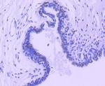 HDAC3 Antibody in Immunohistochemistry (Paraffin) (IHC (P))