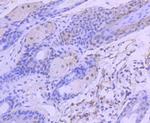 HDAC3 Antibody in Immunohistochemistry (Paraffin) (IHC (P))