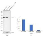 HDAC3 Antibody in Western Blot (WB)