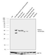 Cardiac Troponin T Antibody in Western Blot (WB)