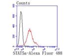 STAT5 alpha Antibody in Flow Cytometry (Flow)