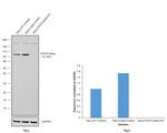 STAT5 alpha Antibody in Western Blot (WB)