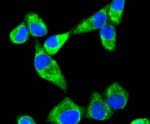 SHH Antibody in Immunocytochemistry (ICC/IF)