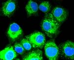 SHH Antibody in Immunocytochemistry (ICC/IF)