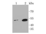 SHH Antibody in Western Blot (WB)