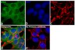 MST2 Antibody in Immunocytochemistry (ICC/IF)