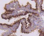 MST2 Antibody in Immunohistochemistry (Paraffin) (IHC (P))