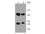 MST2 Antibody in Western Blot (WB)