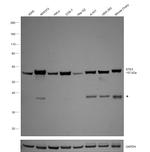 MST2 Antibody in Western Blot (WB)