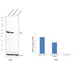 MST2 Antibody in Western Blot (WB)