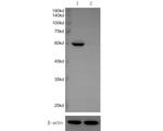 MST2 Antibody in Western Blot (WB)