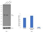 MST2 Antibody in Western Blot (WB)