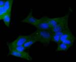 Protein APC Antibody in Immunocytochemistry (ICC/IF)