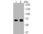 PKR Antibody in Western Blot (WB)