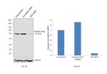 PKR Antibody in Western Blot (WB)