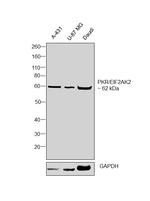 PKR Antibody in Western Blot (WB)