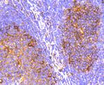 IRF7 Antibody in Immunohistochemistry (Paraffin) (IHC (P))