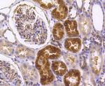 IRF7 Antibody in Immunohistochemistry (Paraffin) (IHC (P))