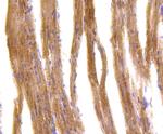 IRF7 Antibody in Immunohistochemistry (Paraffin) (IHC (P))