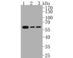 IRF7 Antibody in Western Blot (WB)