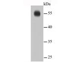 IRF7 Antibody in Western Blot (WB)