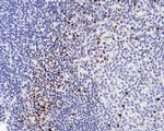 Phospho-TRIM28 (Ser824) Antibody in Immunohistochemistry (Paraffin) (IHC (P))