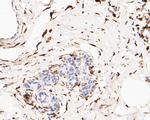 Phospho-TRIM28 (Ser824) Antibody in Immunohistochemistry (Paraffin) (IHC (P))